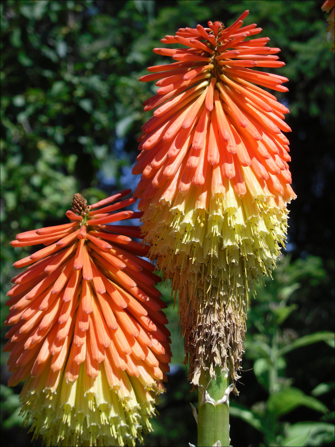 Tacoma, WA-Point Defiance Zoo & Aquarium-flowers